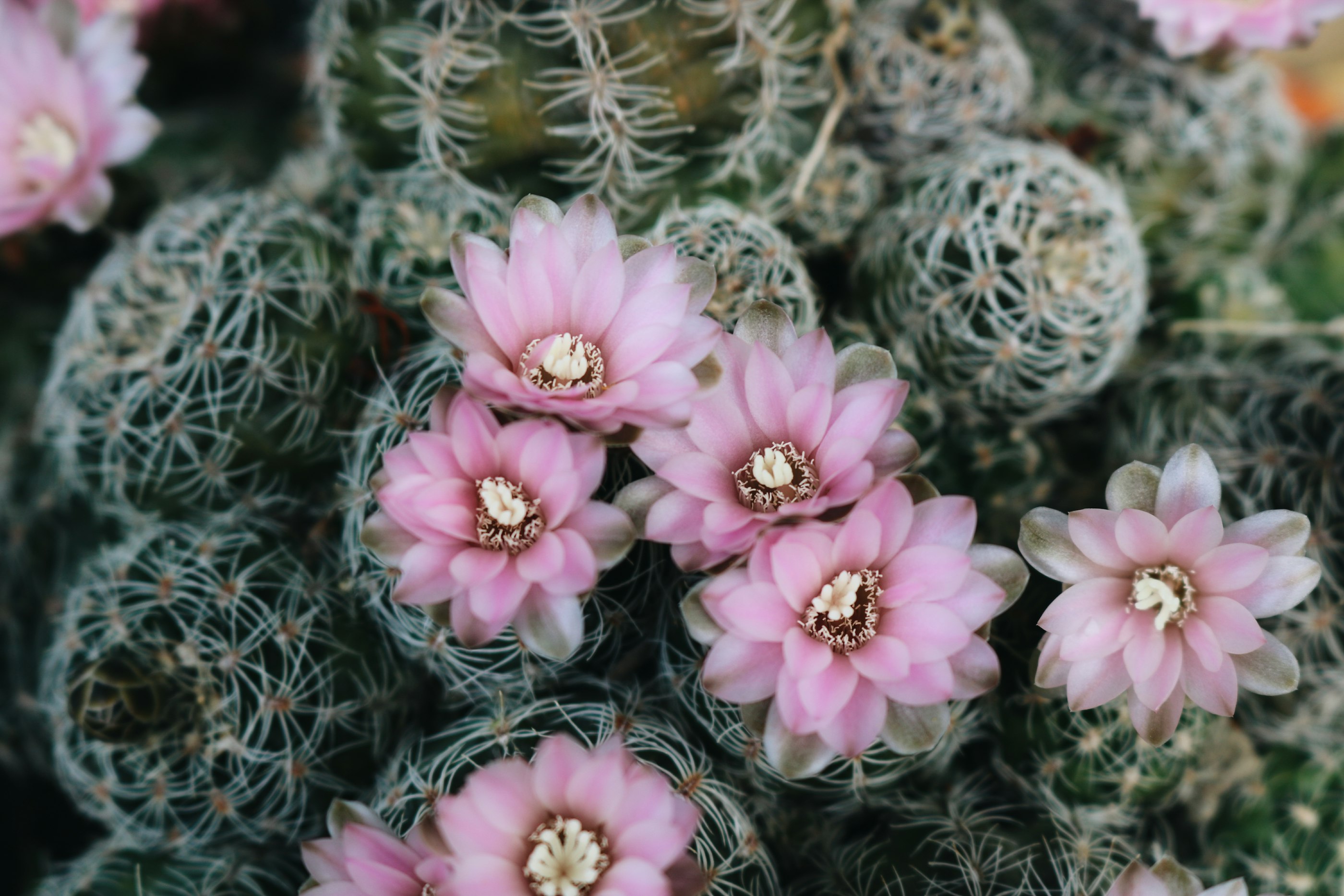 Exploring Assertiveness with Compassion